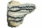 Mammoth Molar Slice With Case - South Carolina #250749-1